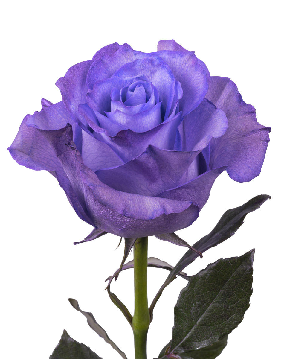 Baby Purple Light